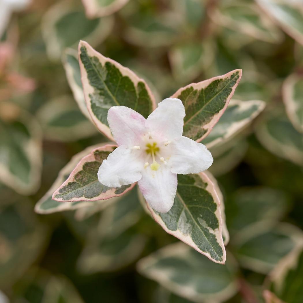 OpenPlantData Abelia grandiflora Conti
